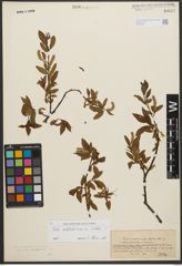 Foto von Salix waldsteiniana Willd.